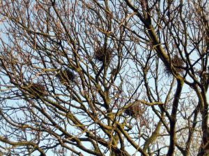 Birds - Nests