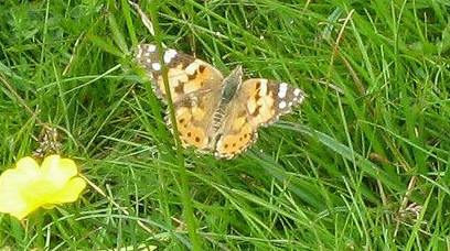 butterflies - painted lady