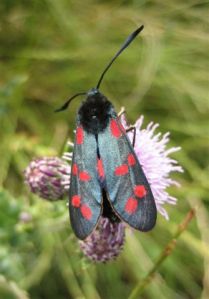 Six-Spot Burnet
