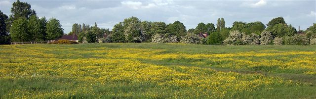 flowers - buttercups