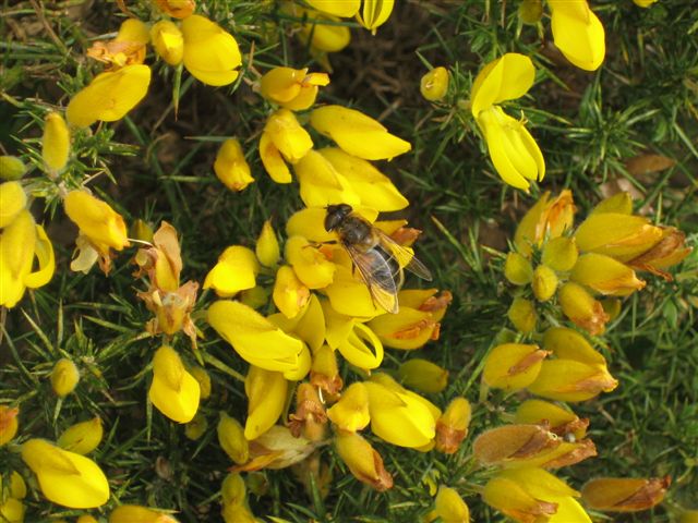Flowers - Gorse