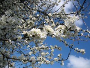 Hedges - Blackthorne