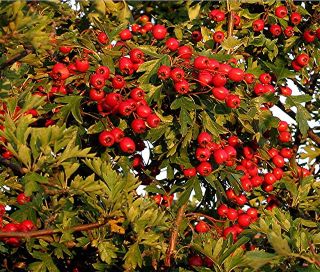 Hawthorn Berries