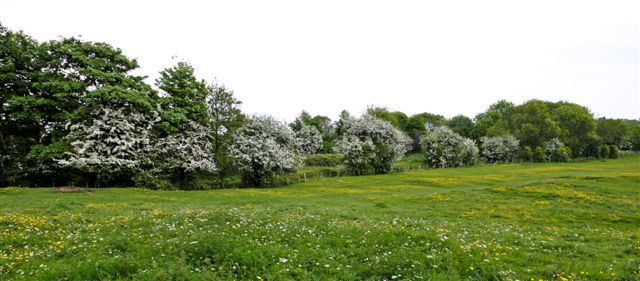 Hedges - Triangle boundary 2