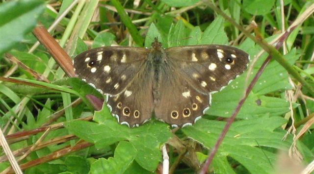 News - Speckled Wood
