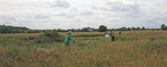 News - thistle cutting
