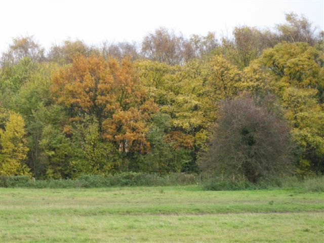 Trees - copse