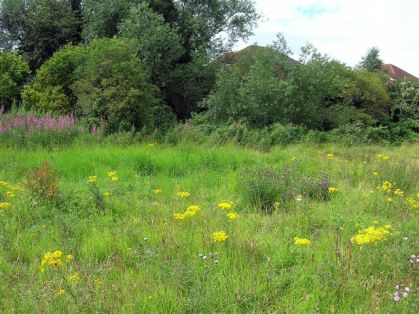 Flowers - Little Hob Moor, General View